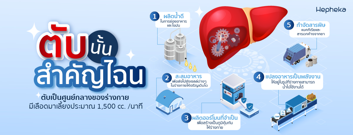 ตับสําคัญอย่างไร
