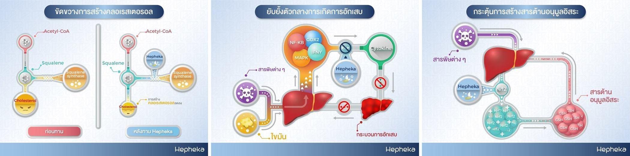 กระบวนการรักษาตับของ อาหารเสริมรักษาตับ