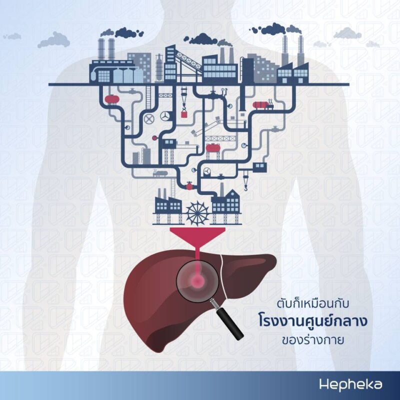 ตับก็เหมือนกับ โรงงานศูนย์กลางของร่างกาย