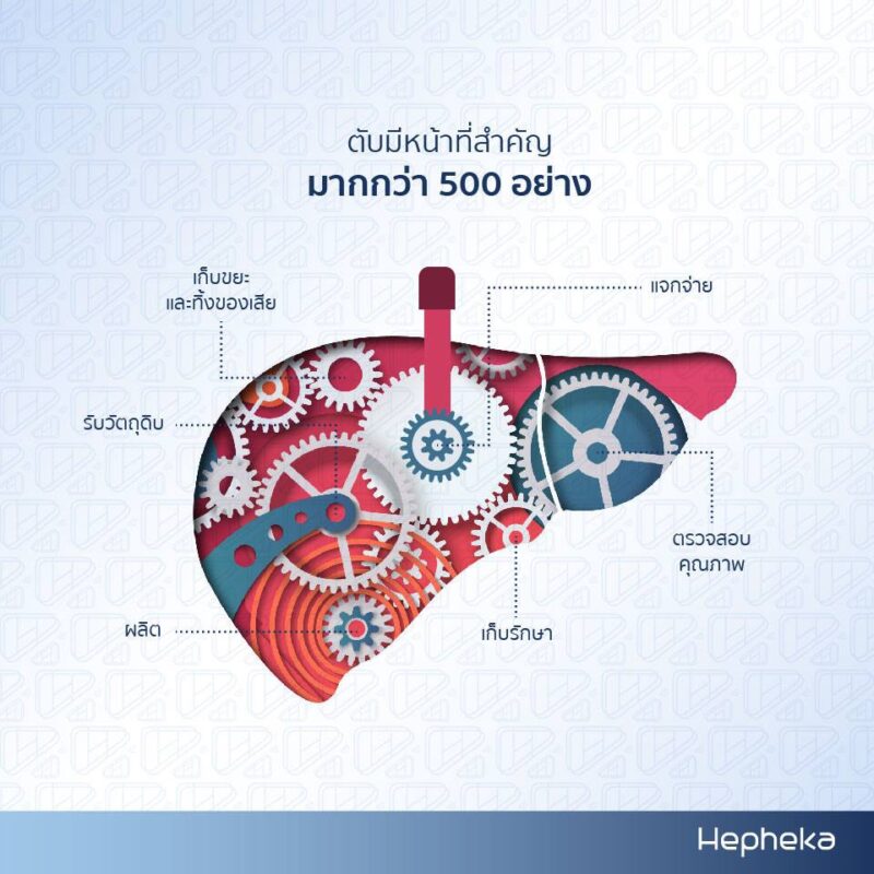 ความสำคัญตับ มีหน้าที่มากกว่า 500 อย่าง