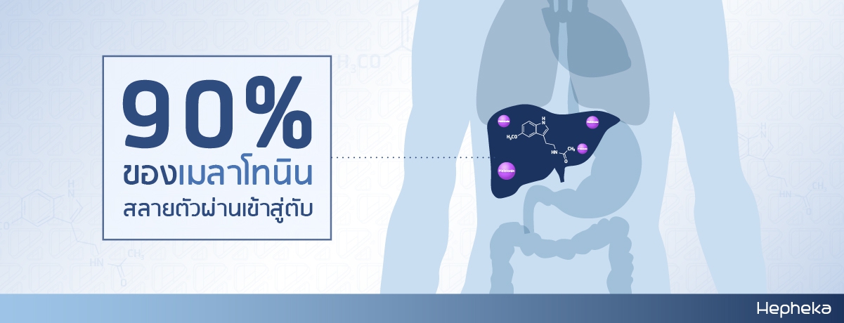 90% ของเมลาโทนินสลายตัวผ่านเข้าสู่ตับ