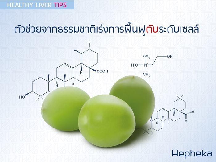 ตัวช่วยจากธรรมชาติเร่งการฟื้นฟูตับ