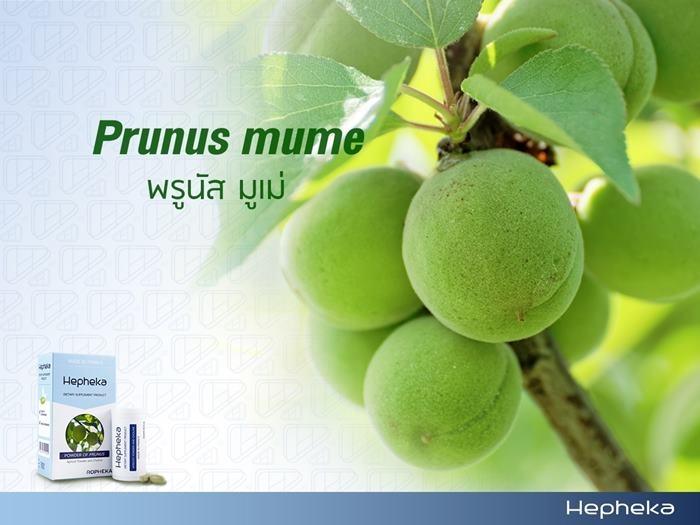 พรูนัส มูเม่