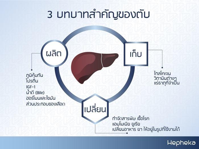 3 หน้าที่ตับ ที่สำคัญ