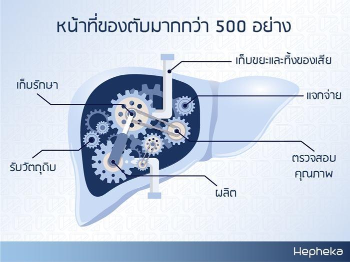 หน้าที่ของตับมากกว่า 500 อย่าง