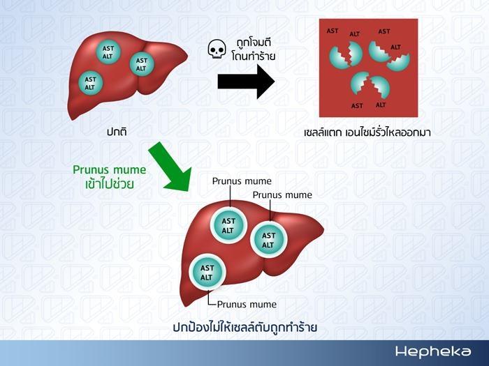 Prunus mume เข้าไปช่วยปกกันเซลล์ตับ