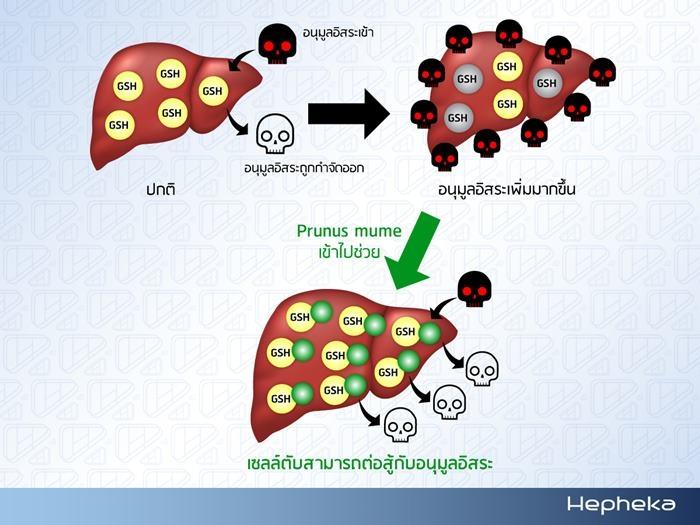 Prunus mume ต่อสู้กับ อนุมูลอิสระ