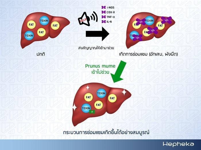 Prunus mume เข้าไปช่วยซ่อมแซมตับ