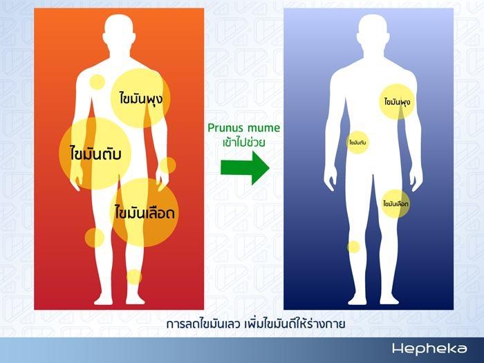 Prunus mume ลดไขมันเลว