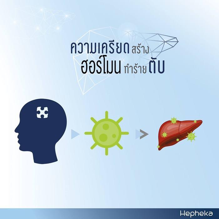 ความเครียดส่งผล สร้างฮอร์โมนทำรายตับ