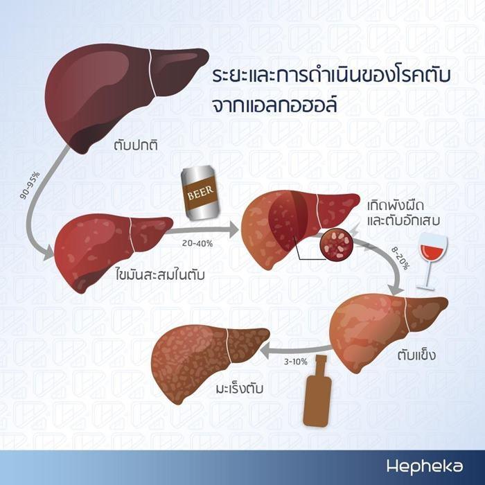 ระยะเวลาการทำลายตับของ แอลกอฮอล์