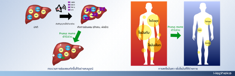 กลไก ตับอักเสบ