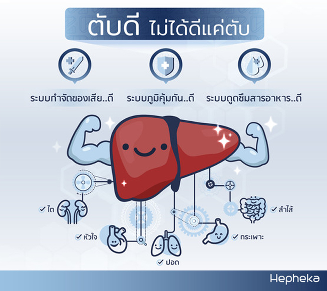 ตับดี ไม่ได้ดีแค่ตับ