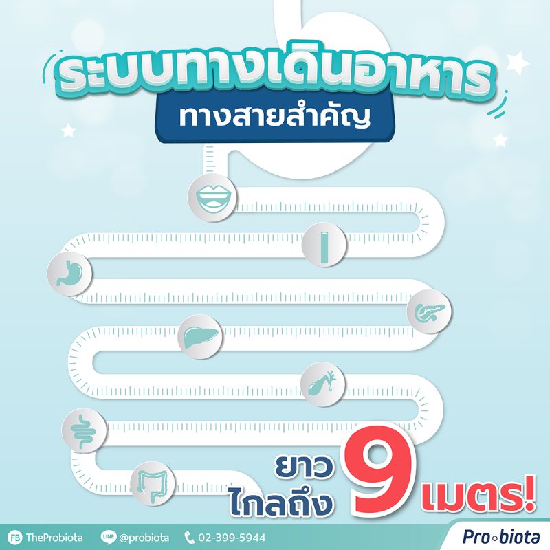 ระบบทางเดินอาหาร