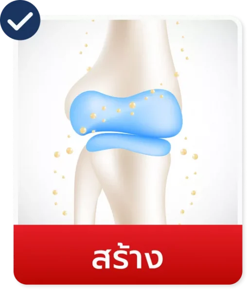 กระตุ้นการสร้าง
เซลล์กระดูกอ่อนผิวข้อ